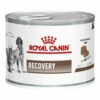 Royal Canin Recovery Canine/Feline 12 X 195g Tins -pet sale shop 09003579307717 08452.1690604741
