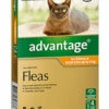 Bayer Advantage Cat Up To 4kg Orange 4's -pet sale shop 9310160657787 14204.1668538352