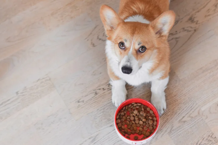 pet sale shop -pet sale shop Pembroke Welsh Corgi laying next to its bowl of kibble